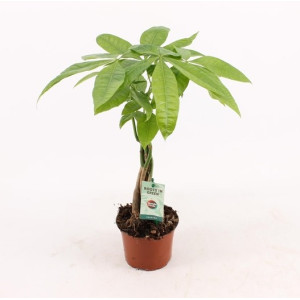 Пахира 110 см.